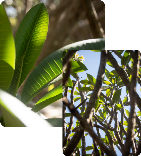 headerleaves